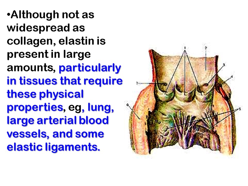 Although not as widespread as collagen, elastin is present in large amounts, particularly in